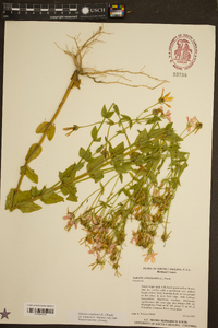 Sabatia angularis image