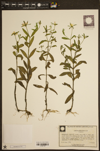 Sabatia brachiata image
