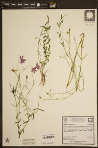 Sabatia brachiata image