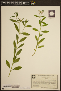 Sabatia brachiata image