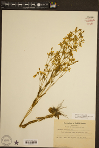 Sabatia brachiata image