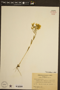 Sabatia brachiata image