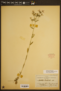 Sabatia brachiata image