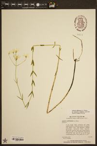 Sabatia difformis image
