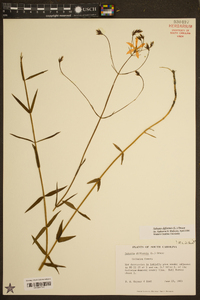 Sabatia difformis image