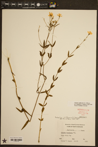 Sabatia brachiata image