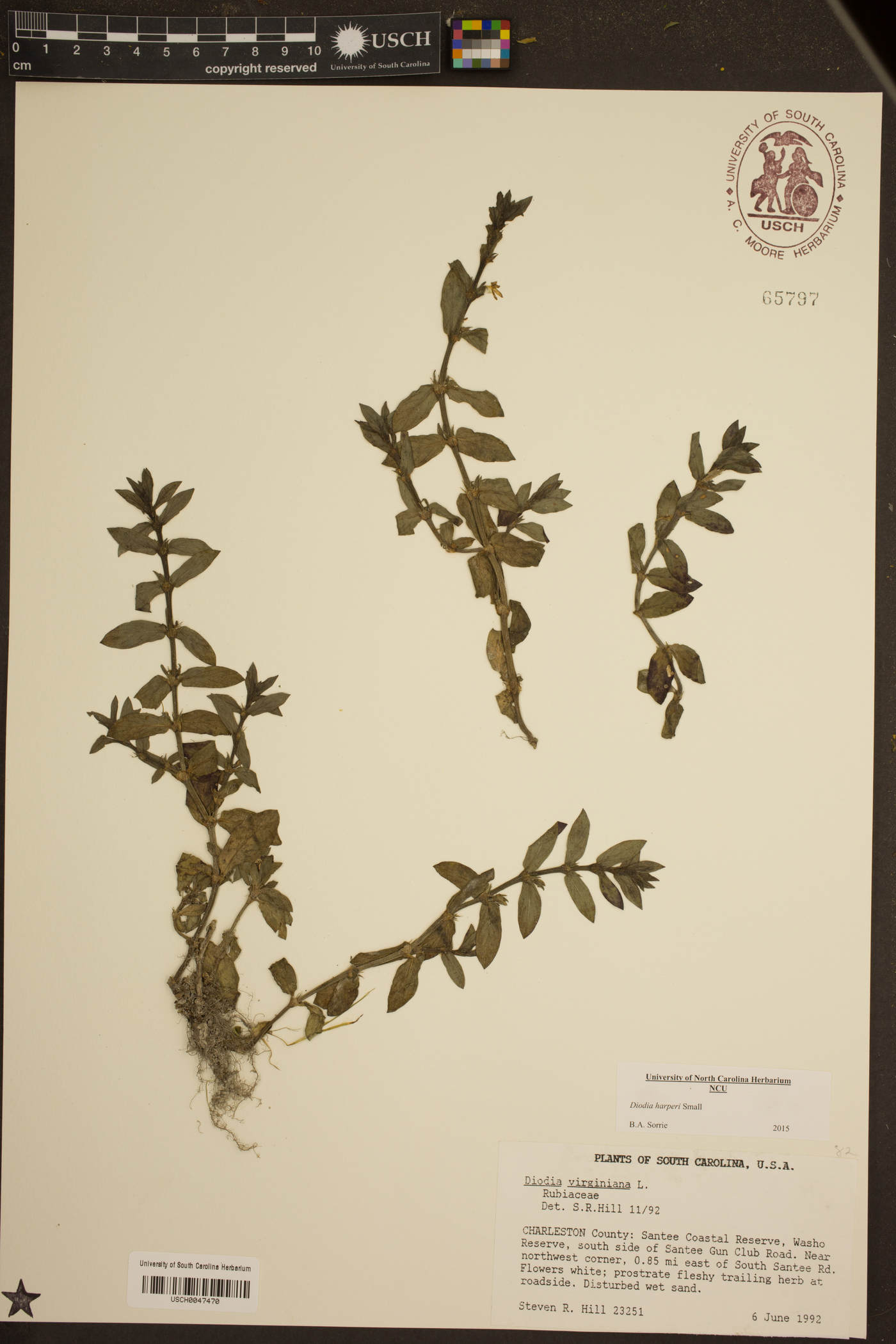 Diodia harperi image