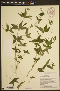 Galium lanceolatum image