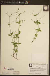 Galium orizabense image