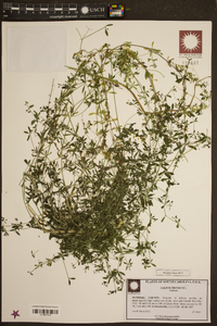 Galium trifidum image