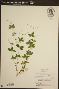 Galium circaezans image