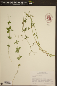 Galium circaezans image