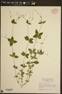 Galium circaezans image