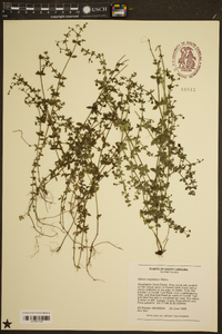 Galium hispidulum image