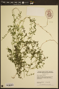 Galium hispidulum image