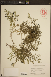 Galium hispidulum image