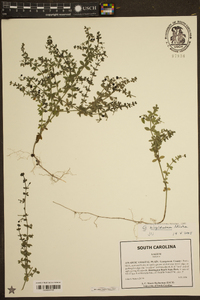 Galium hispidulum image