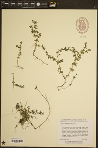 Galium hispidulum image