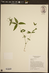 Galium latifolium image