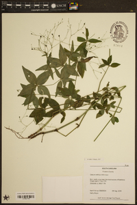 Galium latifolium image