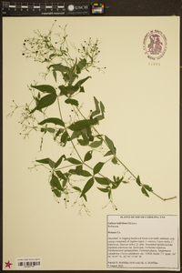 Galium latifolium image