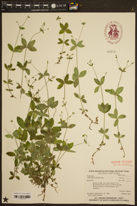 Galium latifolium image