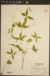 Galium latifolium image