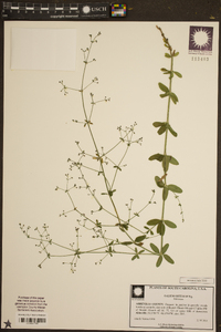 Galium obtusum image