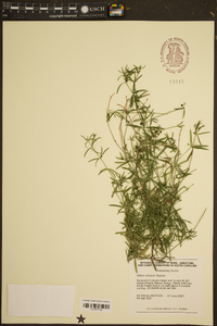 Galium obtusum image