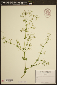 Galium pilosum image