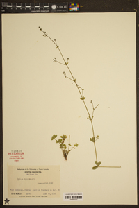 Galium pilosum image