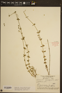 Galium pilosum image