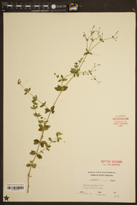 Galium pilosum image