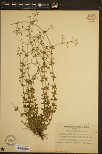 Galium pilosum image