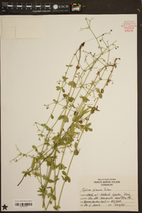 Galium pilosum image