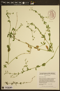 Galium pilosum image