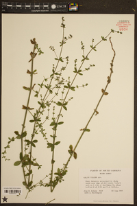 Galium pilosum image