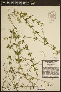 Galium pilosum image