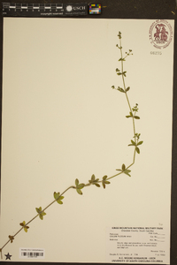 Galium pilosum image