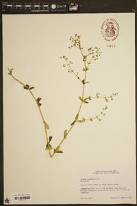 Galium pilosum image