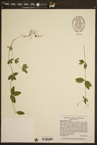 Galium pilosum image