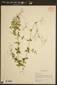 Galium pilosum image