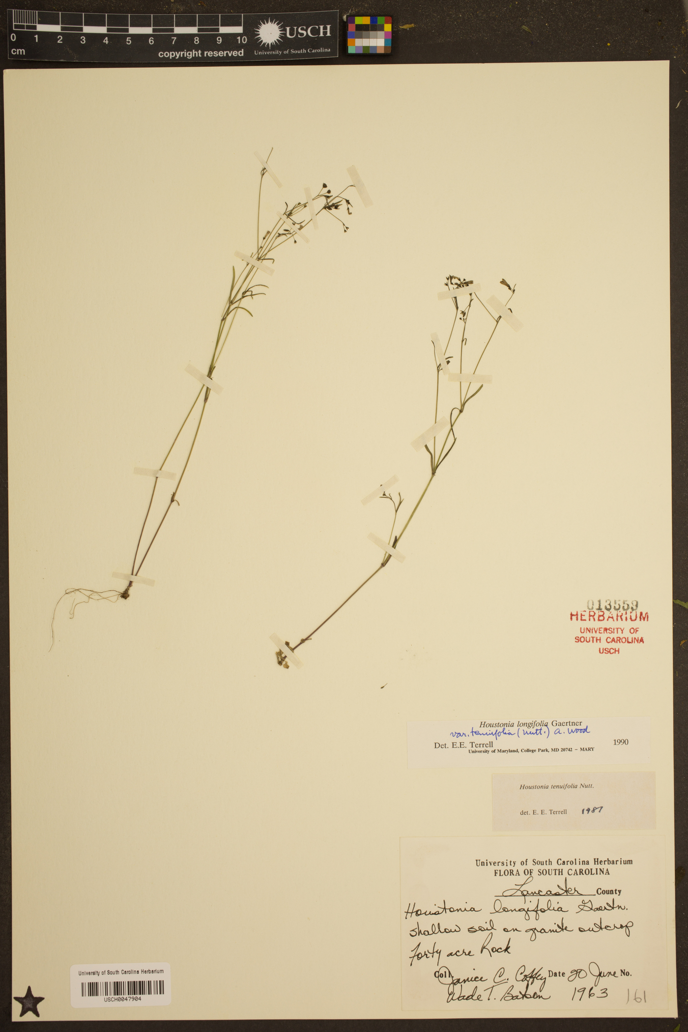 Houstonia longifolia var. tenuifolia image