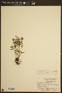 Houstonia longifolia image