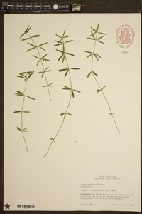 Galium uniflorum image