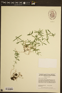 Galium uniflorum image