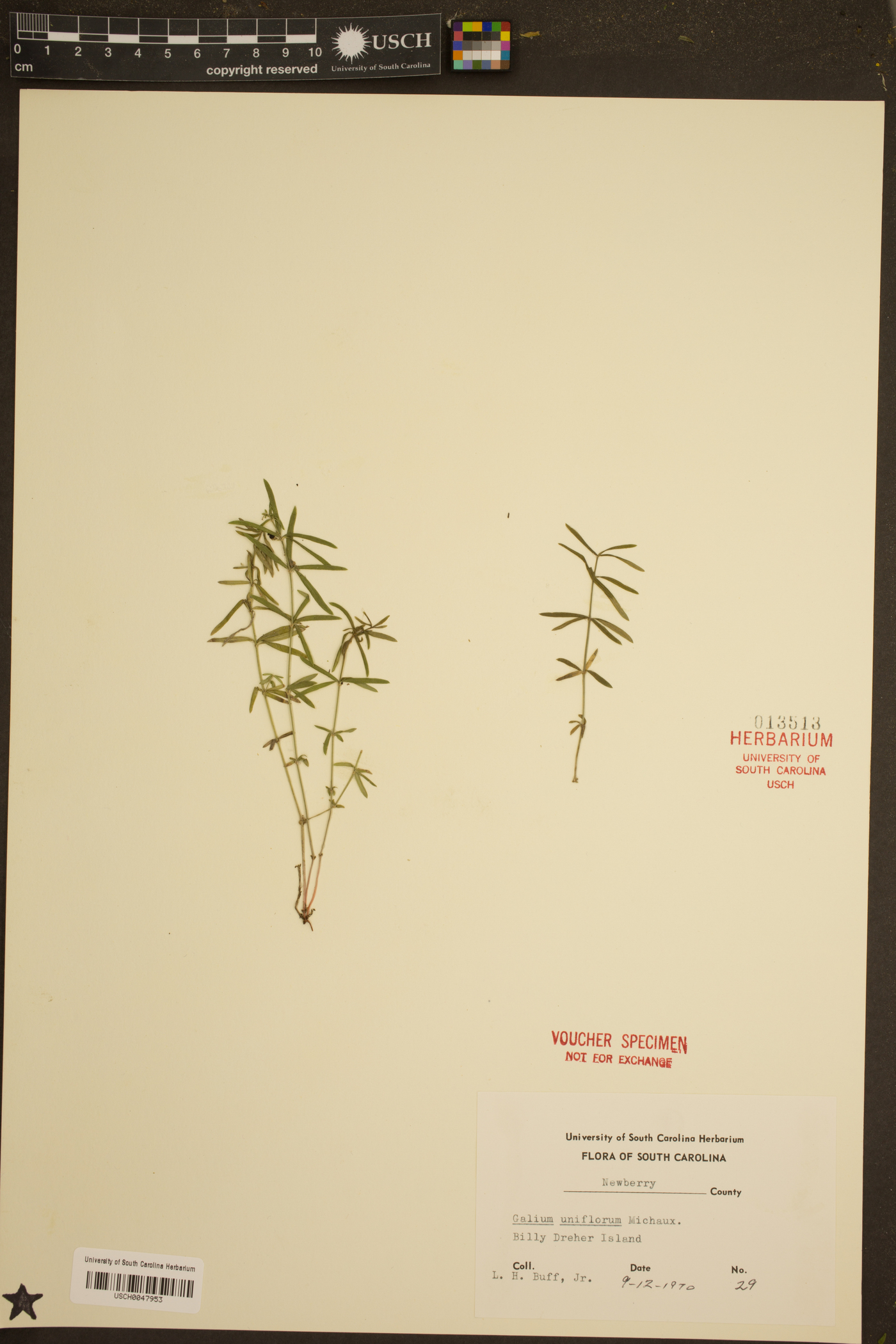 Galium uniflorum image