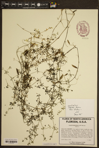 Galium hispidulum image