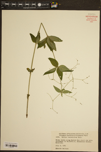 Galium lanceolatum image