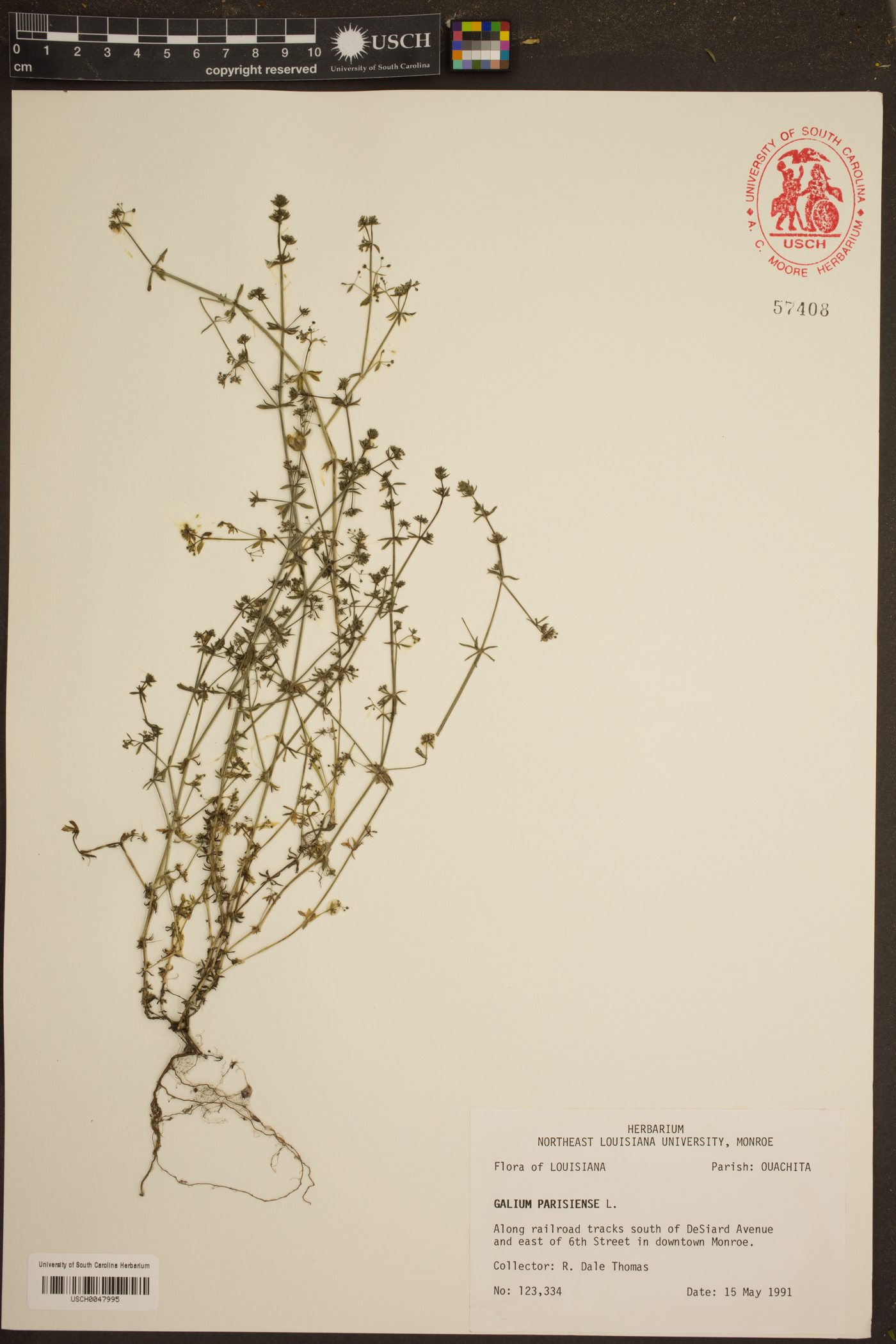 Galium parisiense image